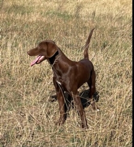 Chocolate Female